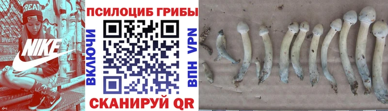 MEGA как зайти  Лысьва  Псилоцибиновые грибы Cubensis  продажа наркотиков 