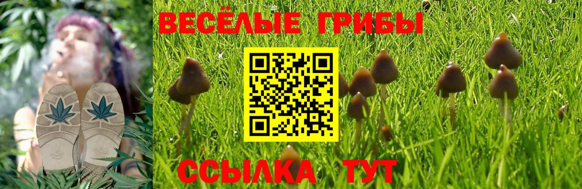 Псилоцибиновые грибы Psilocybe Лысьва